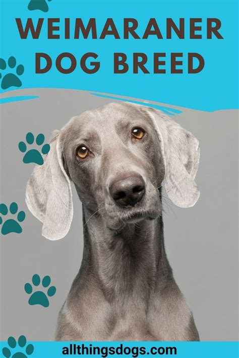 Weimaraner Dog Breed: 12 Facts To Know Before .